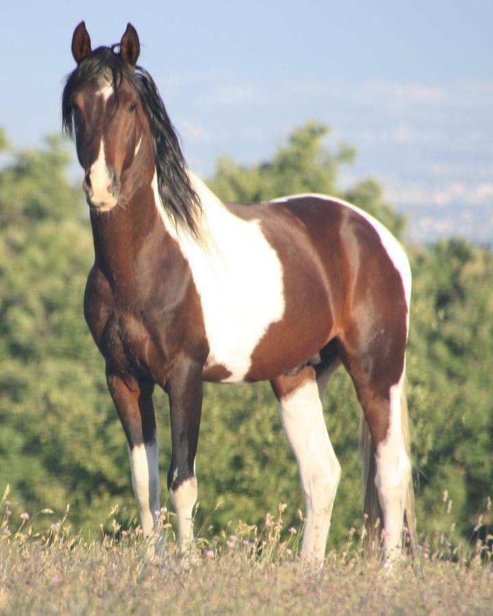 Haras Du Chene Holiday home